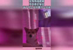 狗哥爆料狗粮视频播放,狗粮视频播放背后的秘密