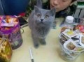 猫咪再见娱乐吃瓜酱,揭秘娱乐圈幕后趣闻