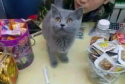 猫咪再见娱乐吃瓜酱,揭秘娱乐圈幕后趣闻