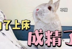 兔兔娱乐吃瓜,揭秘娱乐圈吃瓜背后的真相与趣味