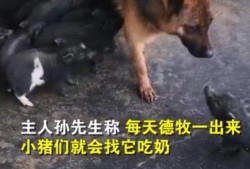爆料小猪视频,揭秘娱乐圈幕后真相